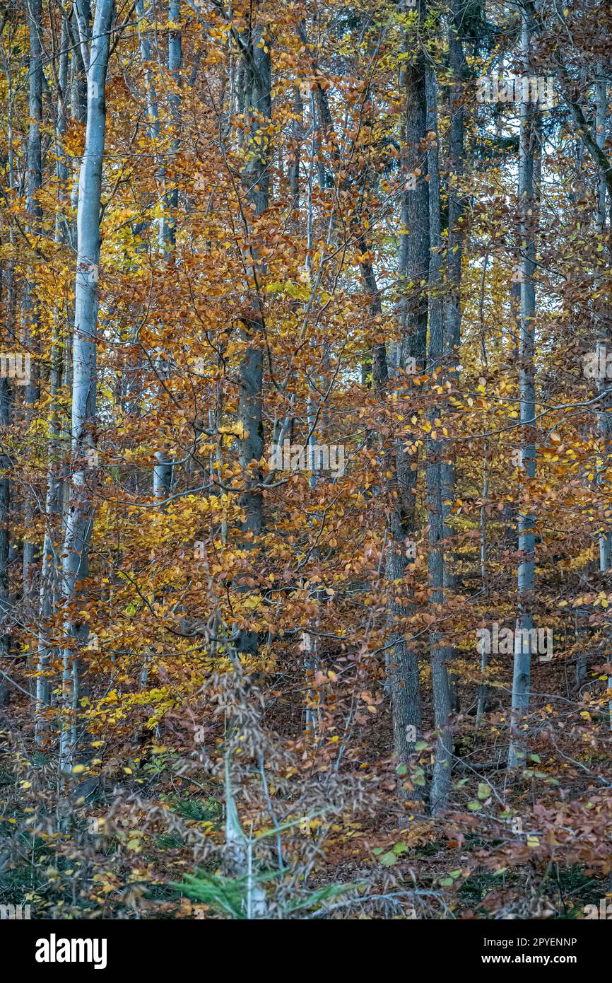 The colorful autumn forest with golden yellow leaves Stock Photo - Alamy