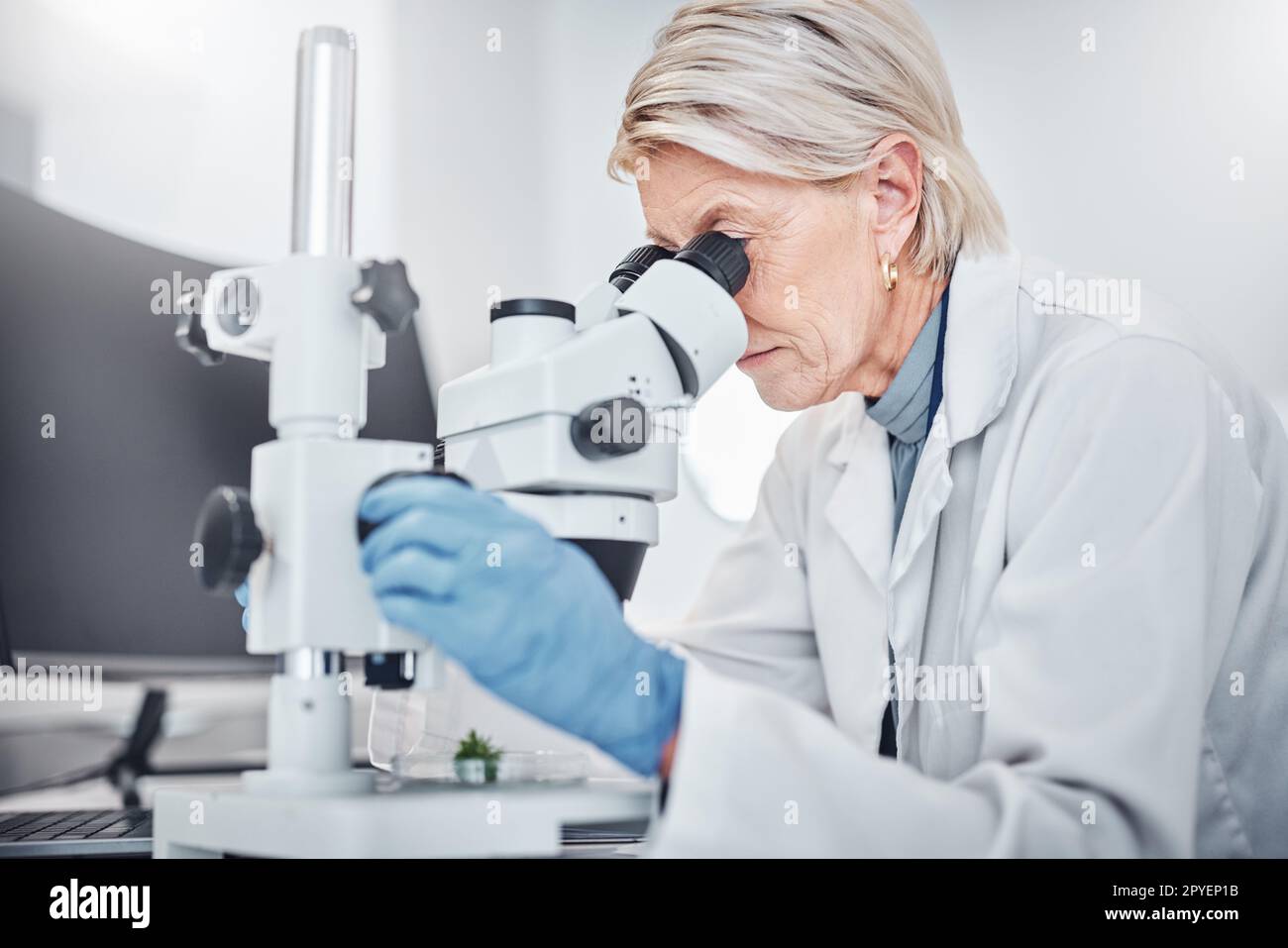 Mature woman, microscope or laboratory scientist in plant growth