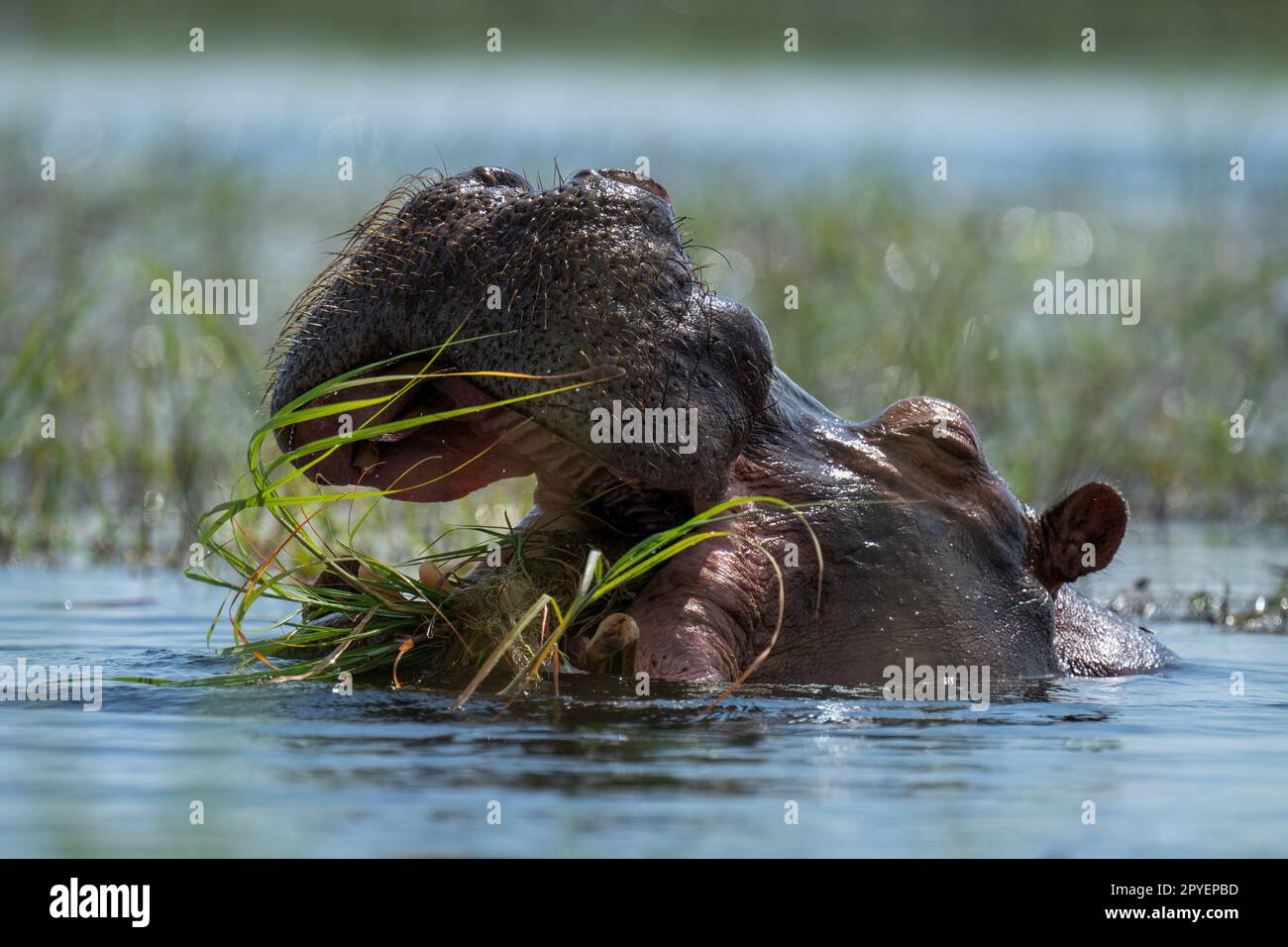 Hippo chews grass in river in sunshine Stock Photo