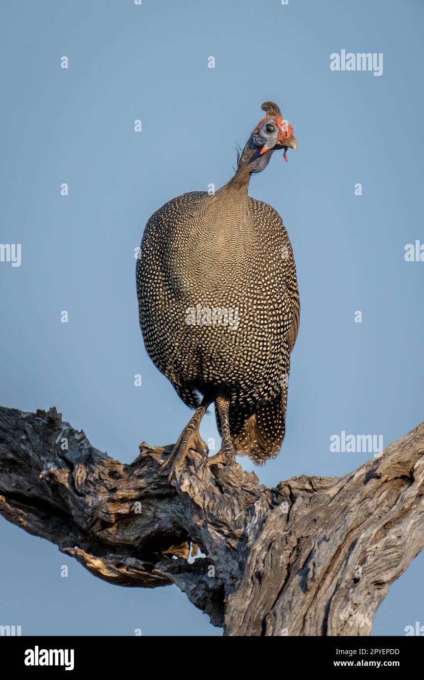 Helmeted guineafowl on dead stump watching camera Stock Photo