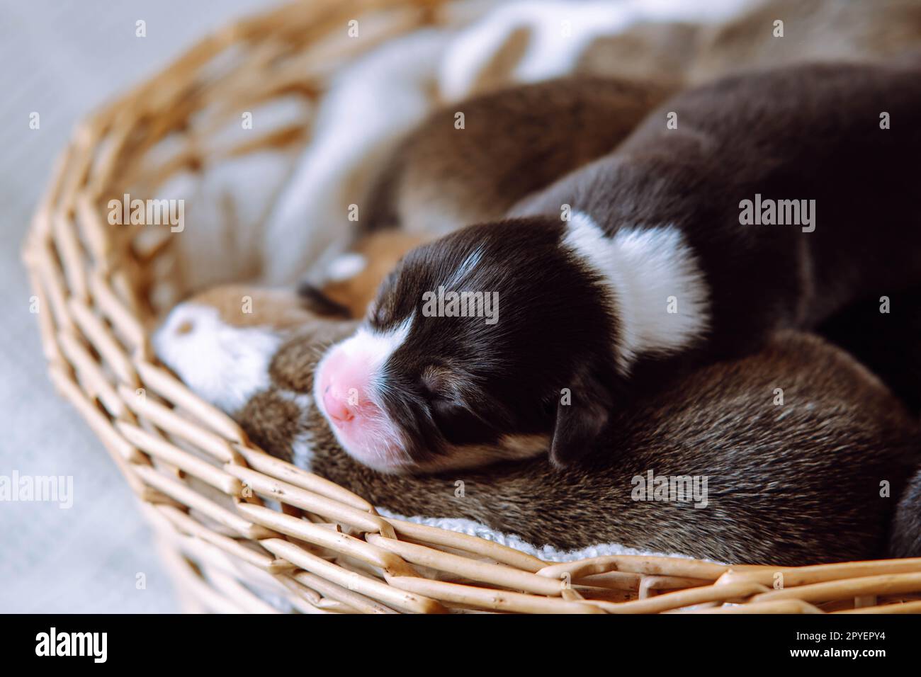 Close up cute, innocent welsh corgi puppies sleep in wooden wicker basket on white background. Orphan puppies in shelter Stock Photo