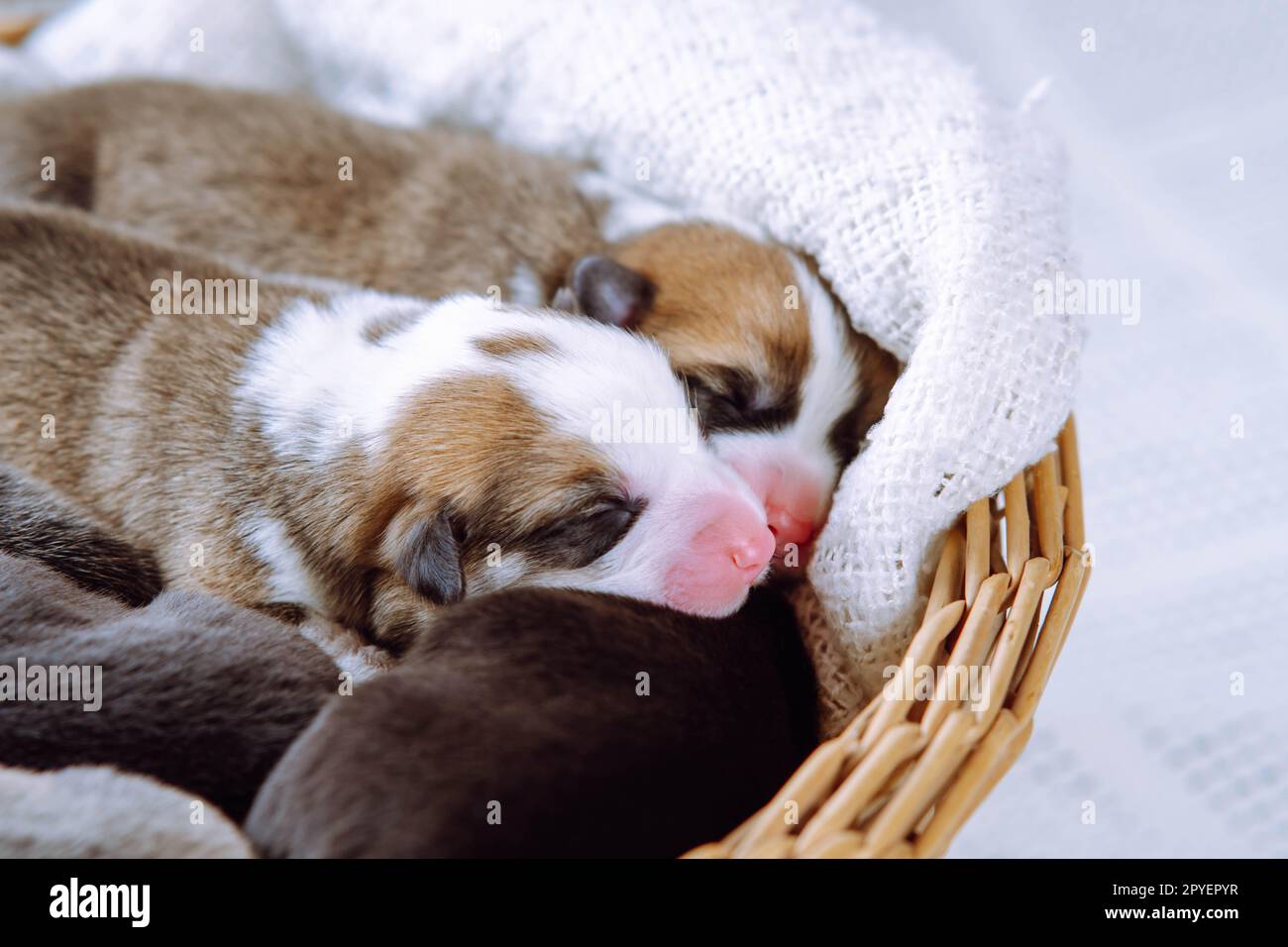 Cute, sleepy, innocent welsh corgi puppies lying in blanket of wicker basket on white background. Animal care and love Stock Photo