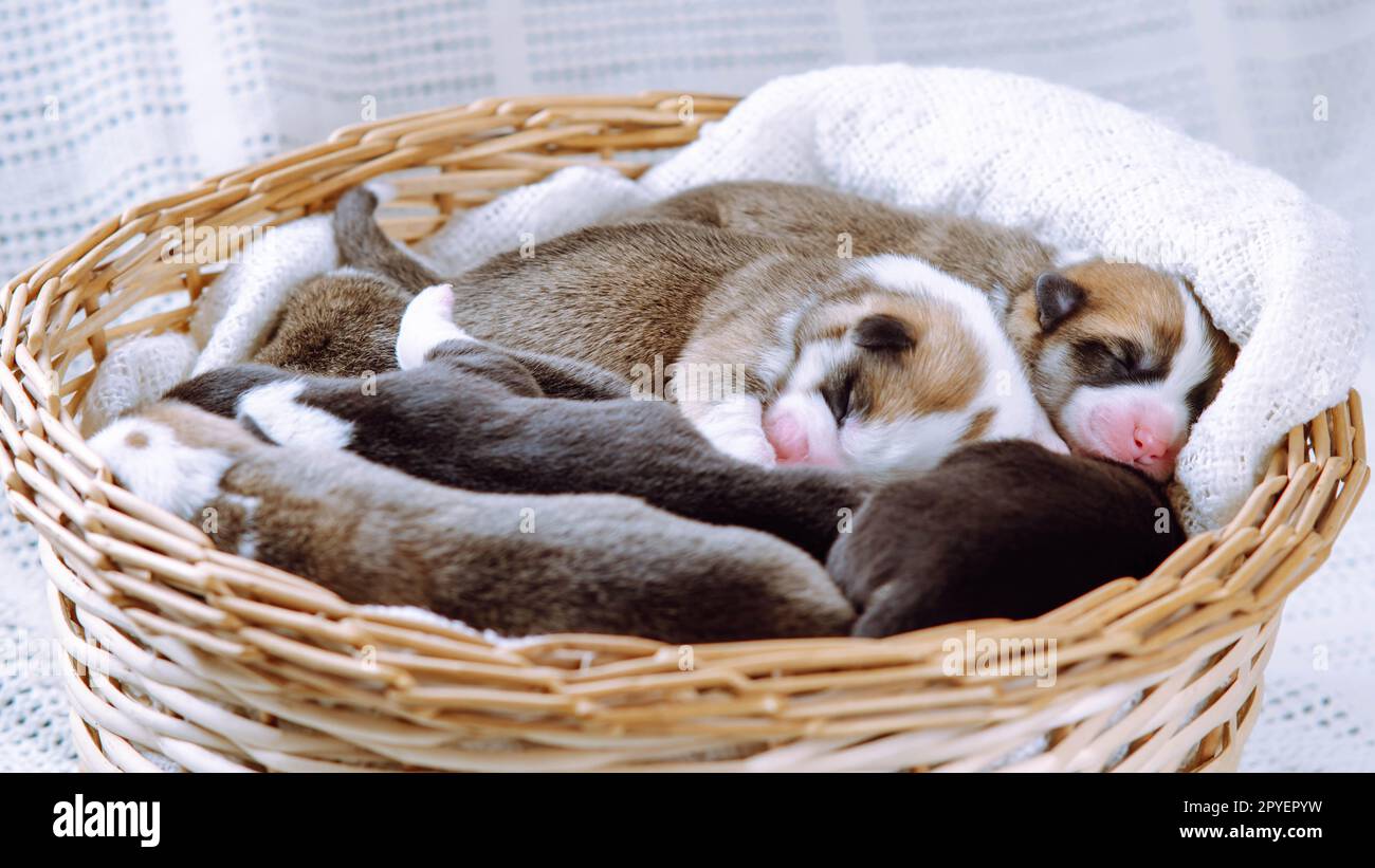 Sleepy innocent welsh corgi puppies cling to each other, lying in blanket, wicker basket on white background. Pet care Stock Photo