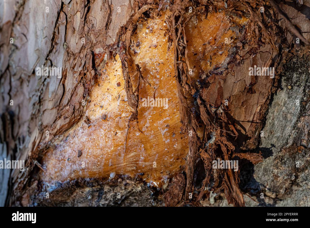Bleeding sap hires stock photography and images Alamy