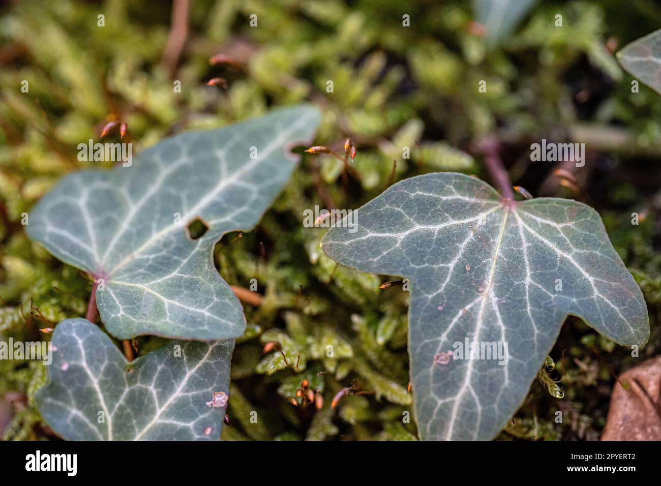 Green ivy on a mossy tree trunk inside the forest Stock Photo