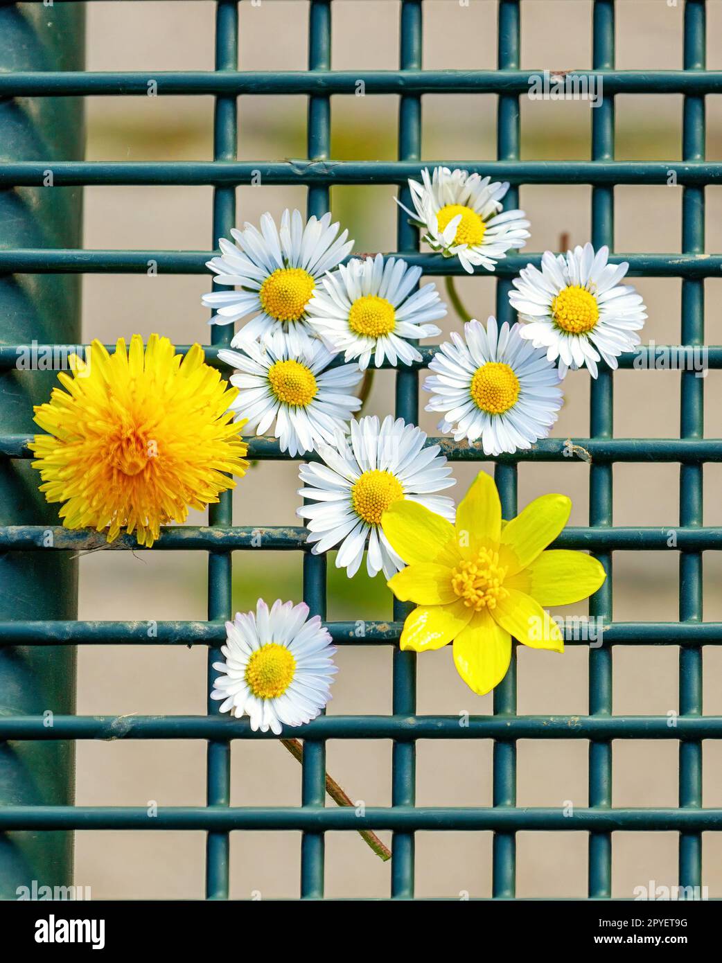 Various spring flowers in a wire mesh. Opposite concept of nature and human destruction. Stock Photo