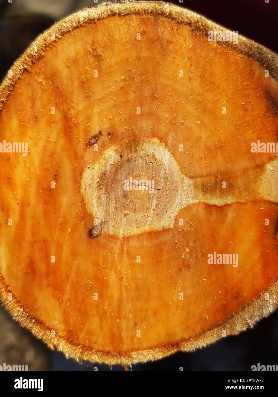 Close-up of the trunk of a sawn apple tree Stock Photo