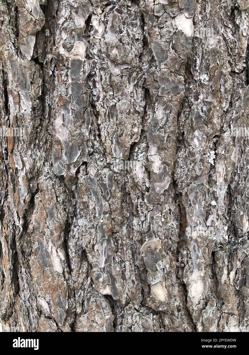 pine, cracked bark of an old tree Stock Photo
