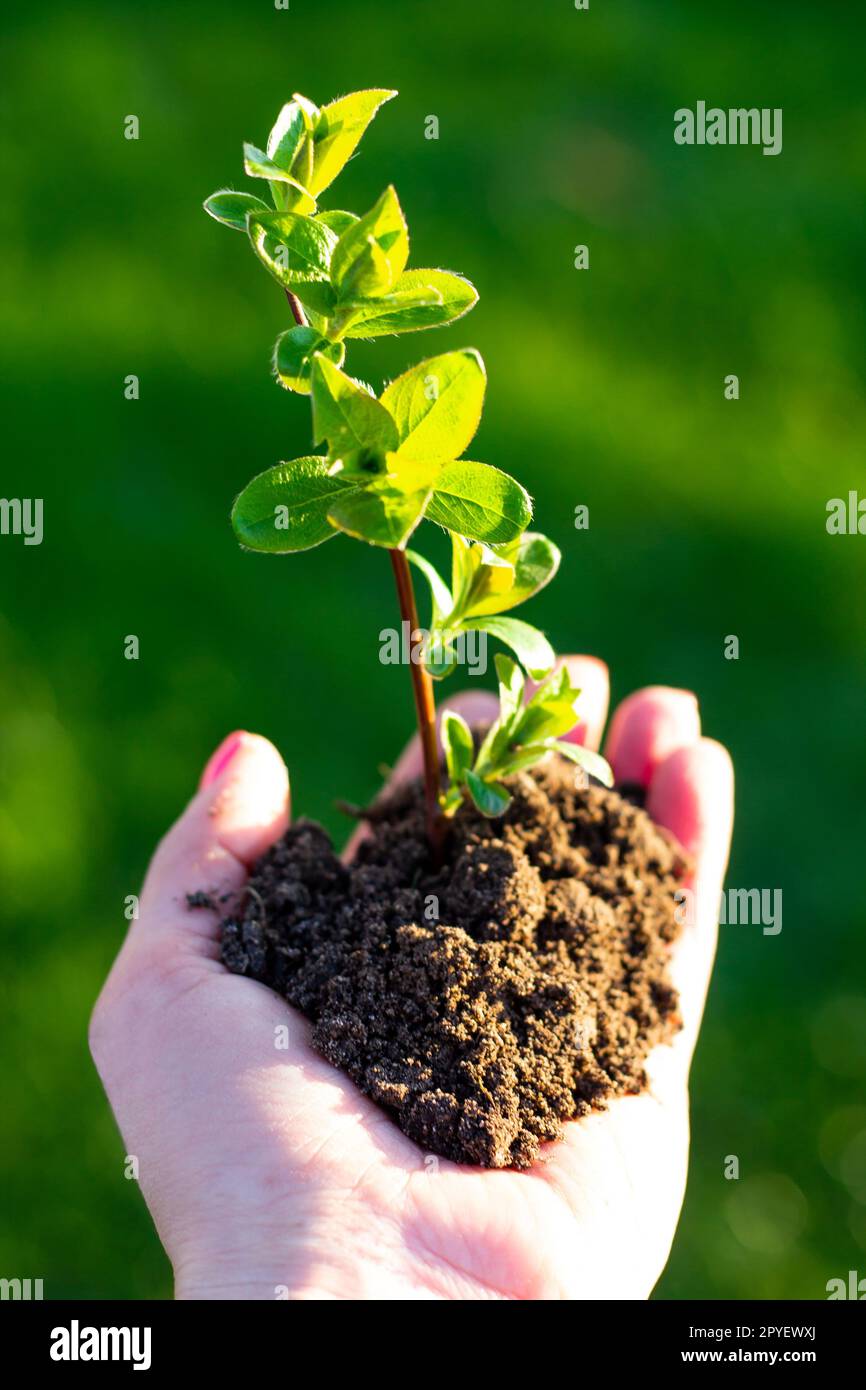 Earth Day. Sapling of a tree in a female hand on a background of grass. Forest conservation concept. Stock Photo