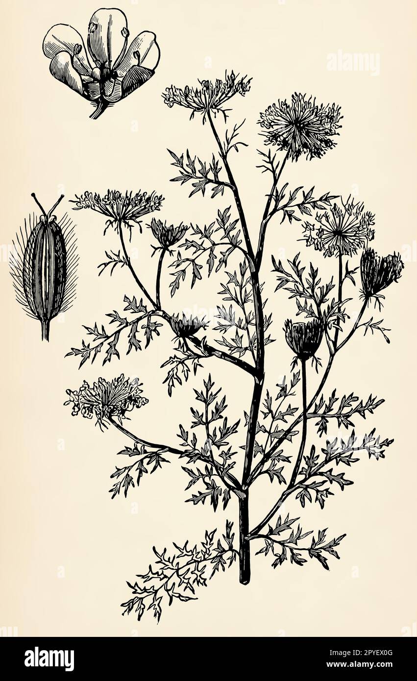 Stem, flowers and fruits of Daucus carota. Antique stylized ...