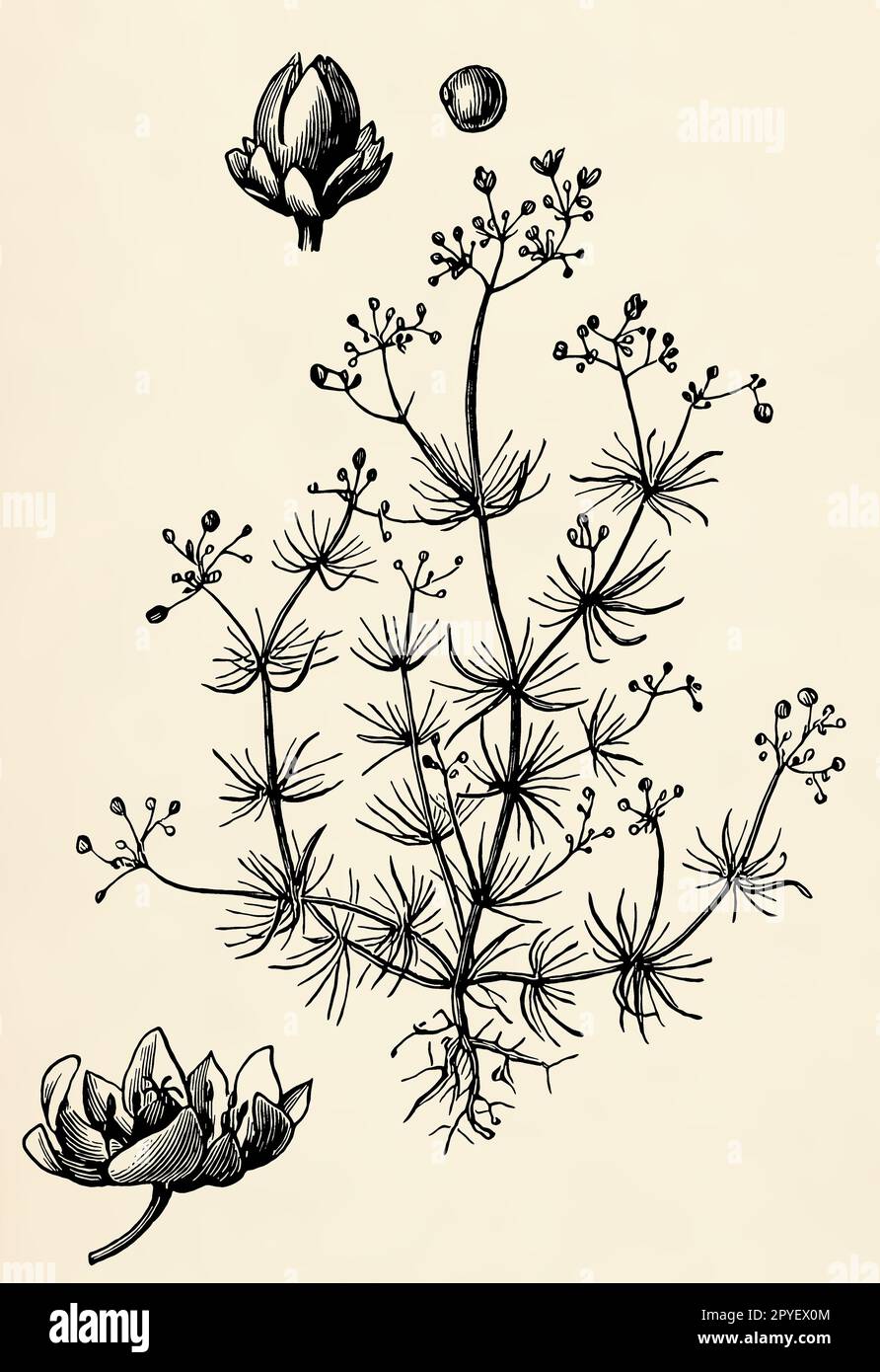 Root system, stem, flowers and fruits of Spergula arvensis. Antique stylized illustration. Stock Photo