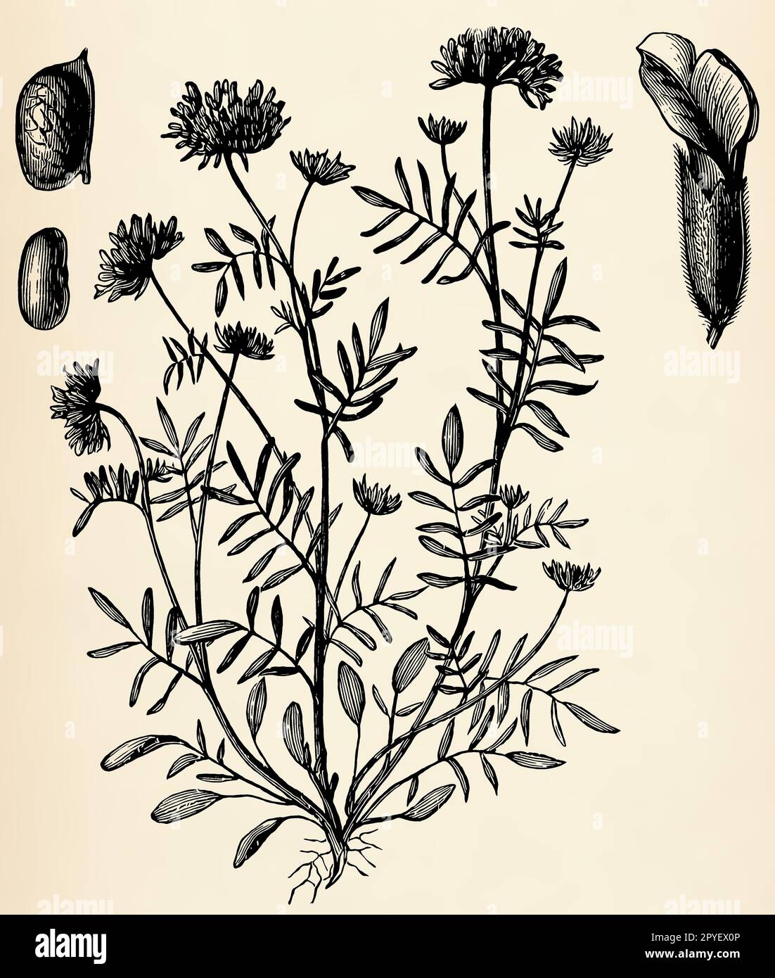 Root system, stem, flowers and fruits of Anthyllis vulneraria. Antique stylized illustration. Stock Photo