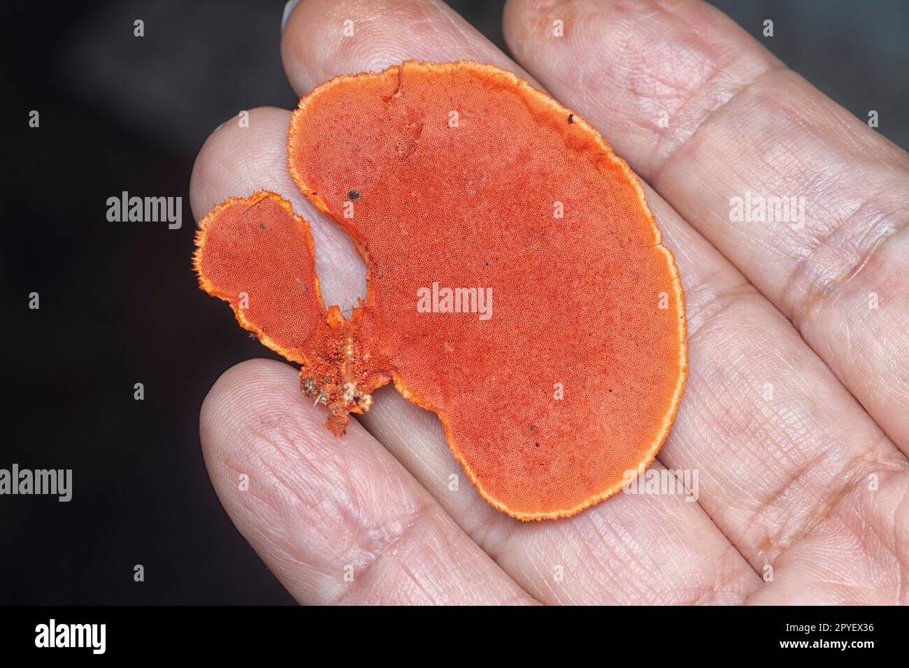 close shot of the cinnabar polypore fungus Stock Photo