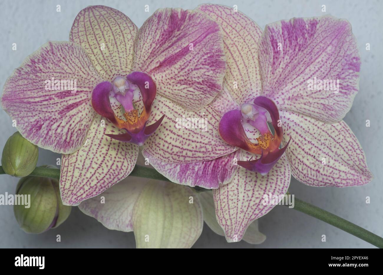 close shot of the Phalaenopsis Yu-Pin Fireworks Big-Lip Moth Orchid. Stock Photo