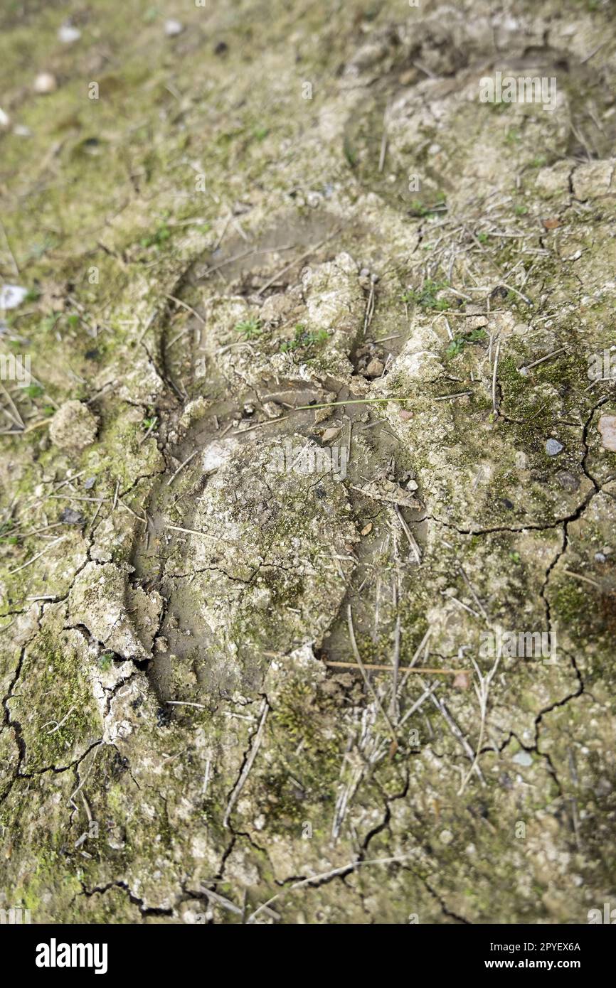 Horseshoe footprints in the mud Stock Photo