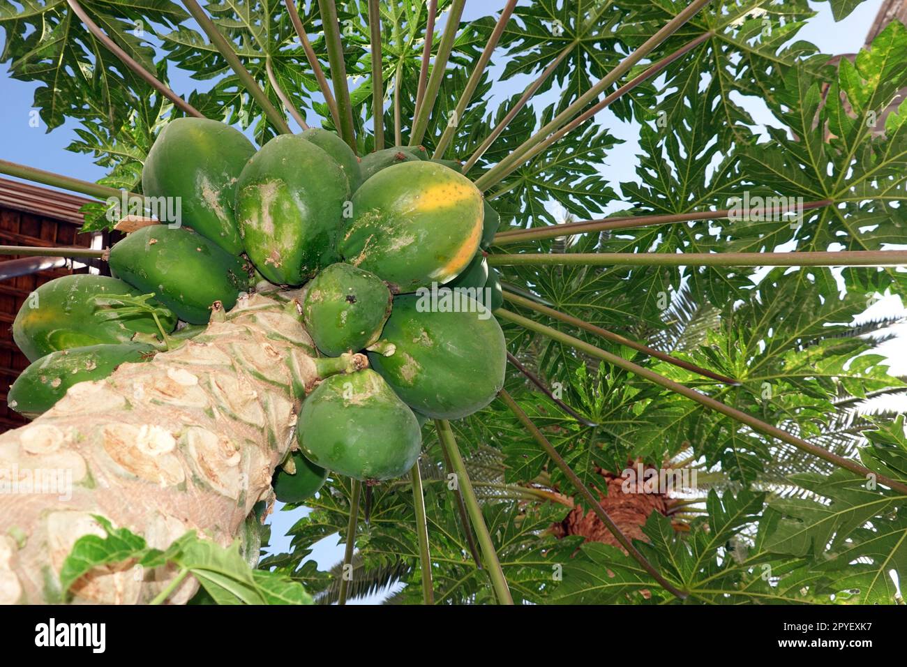 Papaya (Carica papaya), auch Melonenbaum oder Papayabaum Stock Photo