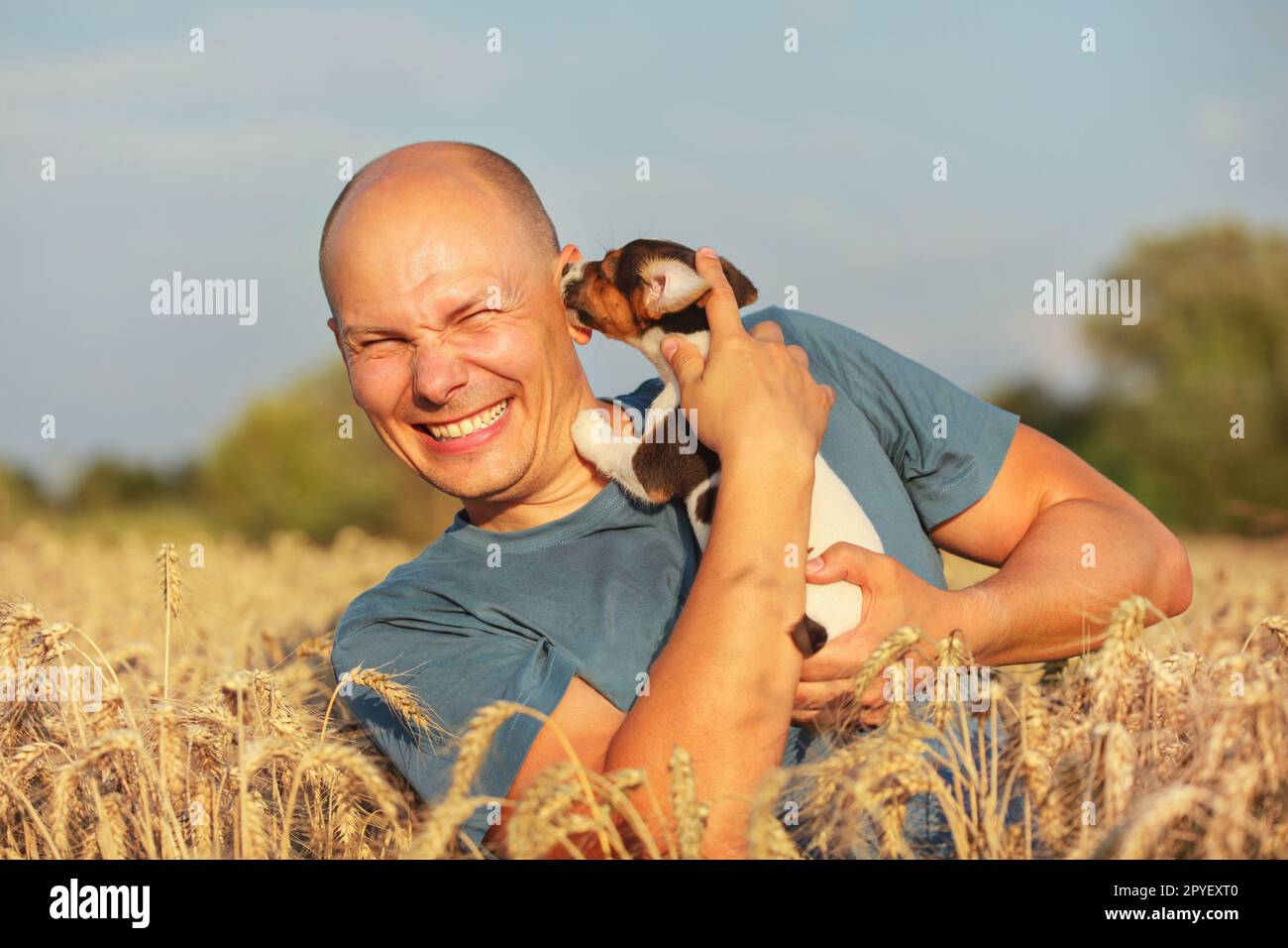 Young man in wheat field, afternoon light, holding Jack Russell terrier puppy on hands, moving head away, making a grimace, because dog is licking and chewing his ear. Stock Photo