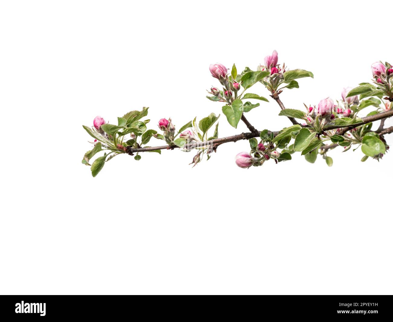 Apple tree branch with buds and flowers in blossom on white background Stock Photo