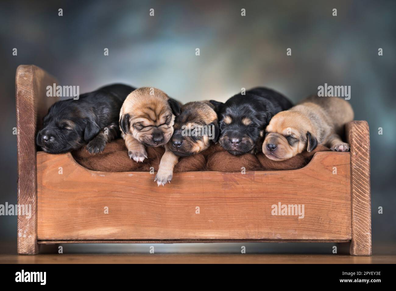 Little puppies sleeping in bed Stock Photo - Alamy