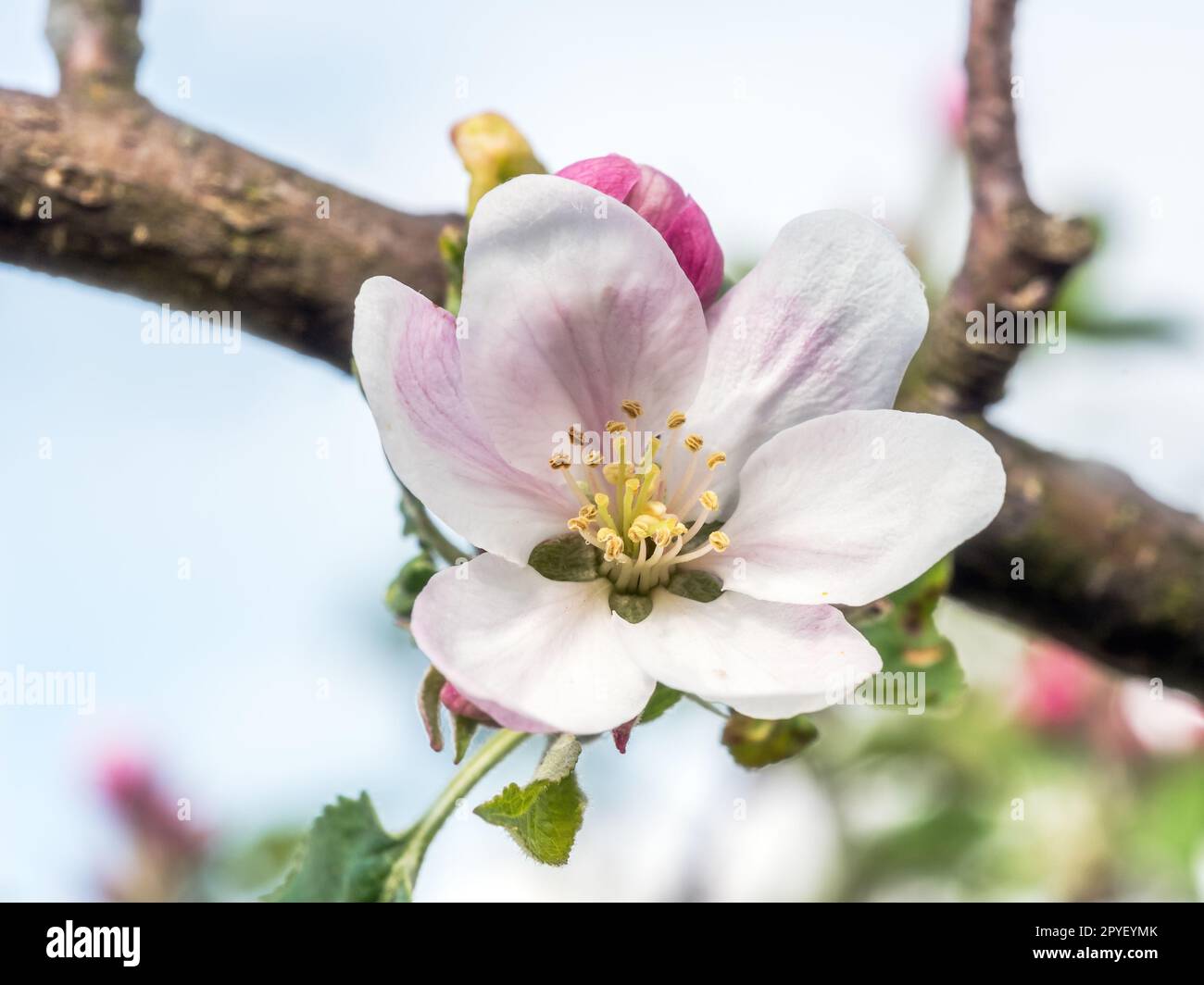 Closeup of beautiful apple-tree flowers in blossom Stock Photo
