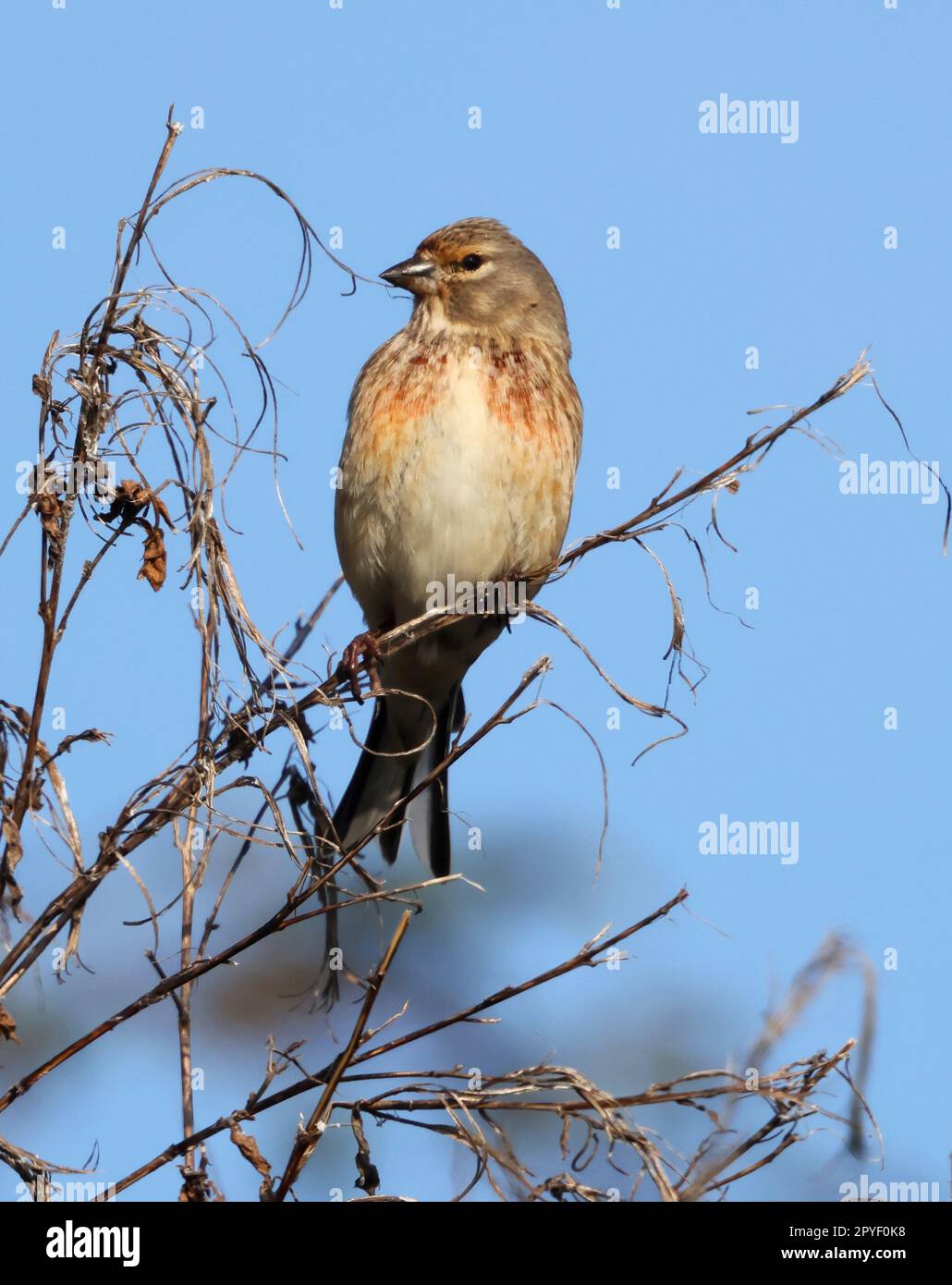 Linnet a common farmland bird in the Cotswold Hills Gloucestershire UK Stock Photo