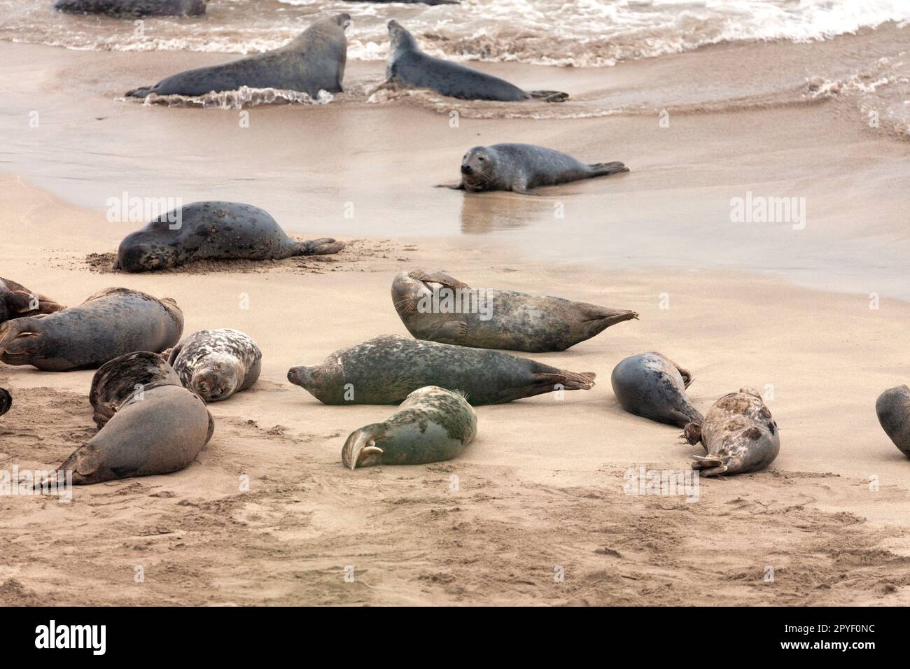 Grey seal colony on Great Blasket island on the Dingle peninsula on the Wild Atlantic Way in County Kerry in Ireland Stock Photo