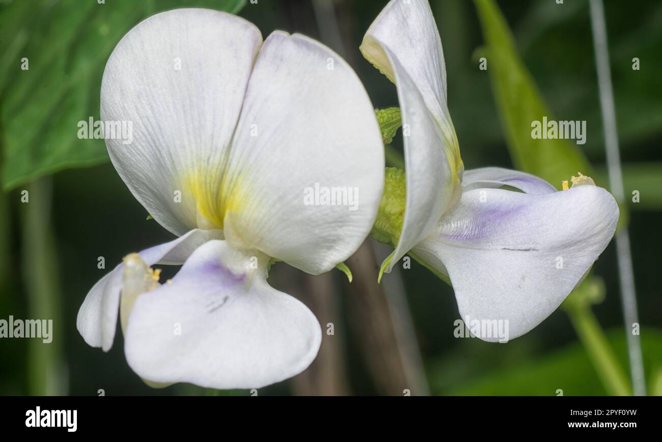 swamp of spiderlings and eggs spiders on the sac nest Stock Photo - Alamy