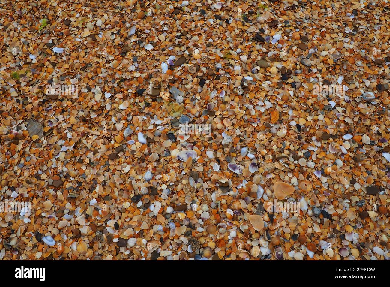 Shells from gastropods of bivalve molluscs living in the Azov and Black seas. Beige, brown, black, white seashells on the shore. The village of Golubitskaya. Broken small seashells Stock Photo