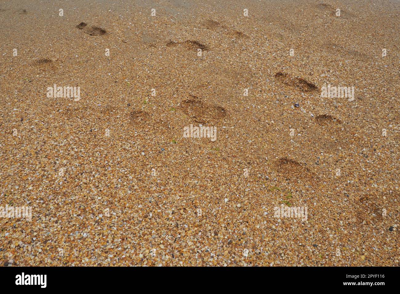 Wet sand footprints hi-res stock photography and images - Alamy