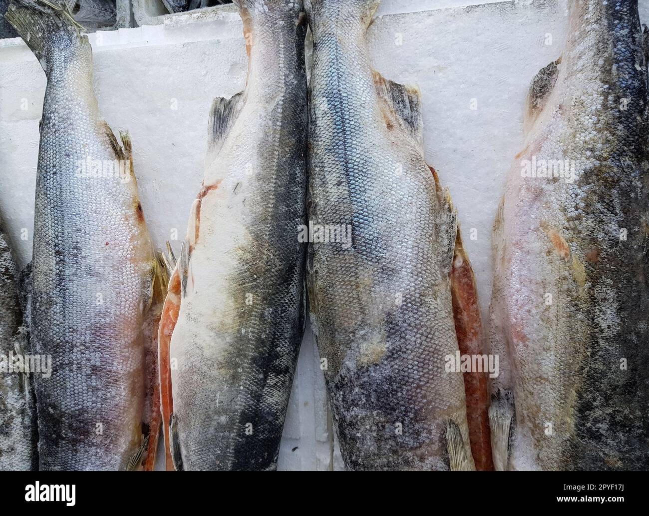 Fish in cooler hi-res stock photography and images - Alamy