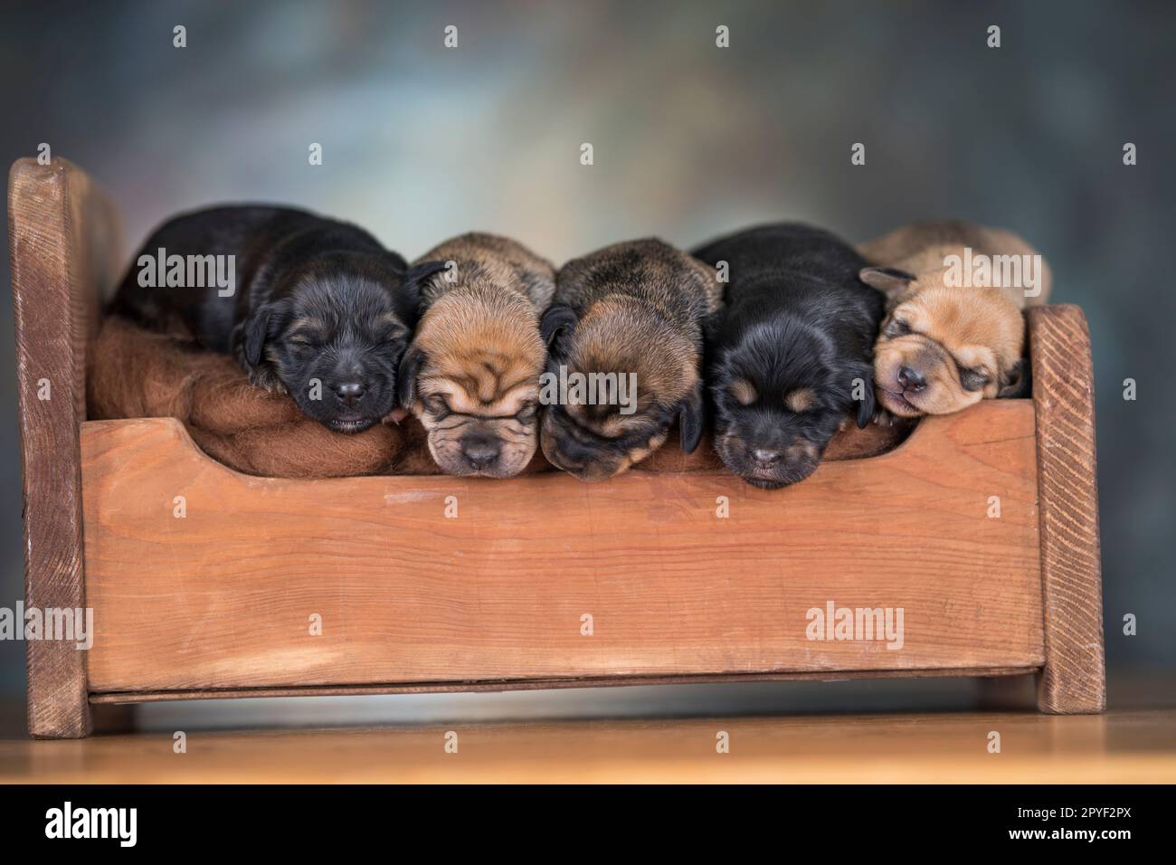Little puppies sleeping in bed Stock Photo - Alamy