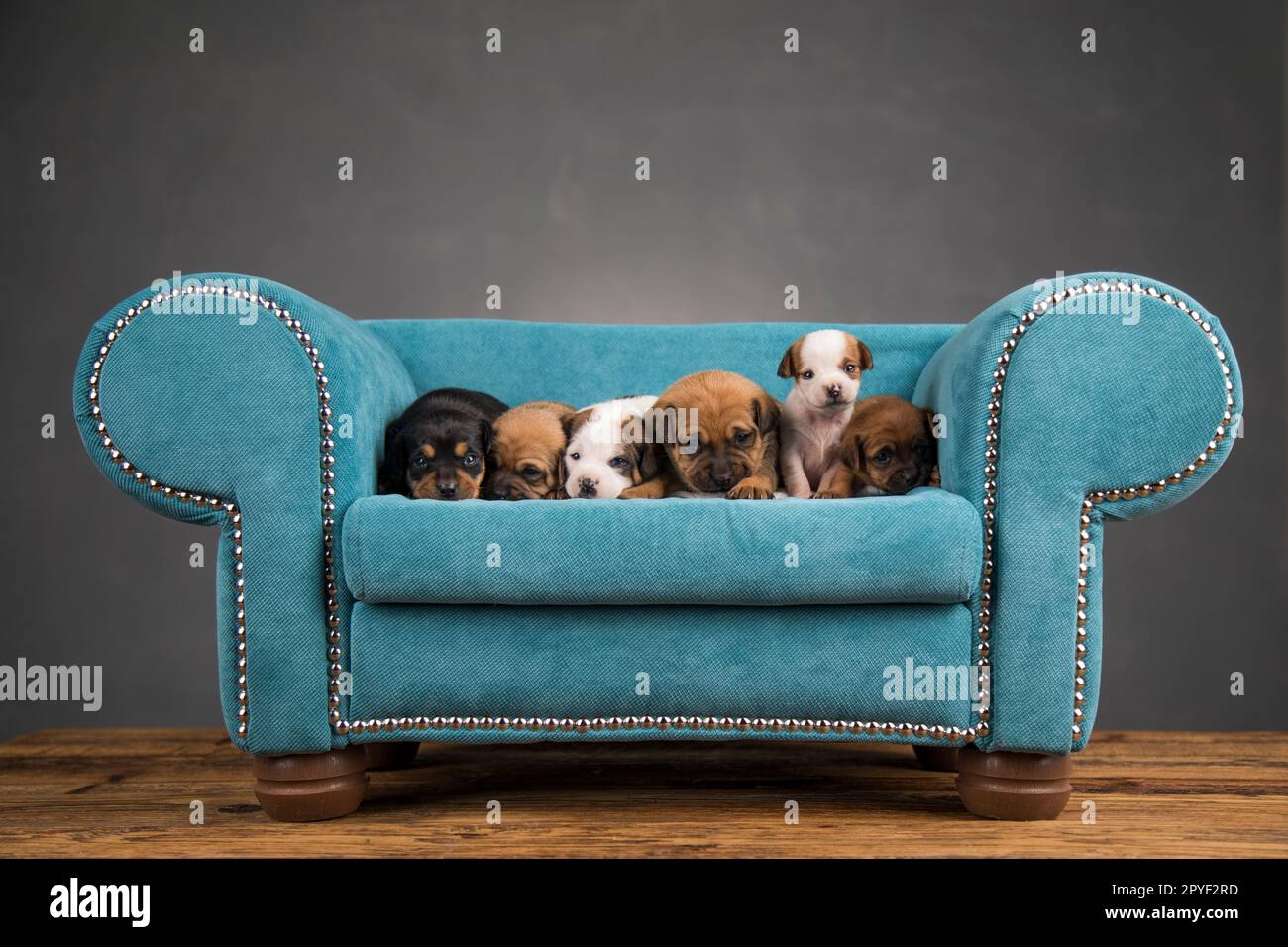 Little puppies sleeping in bed Stock Photo - Alamy