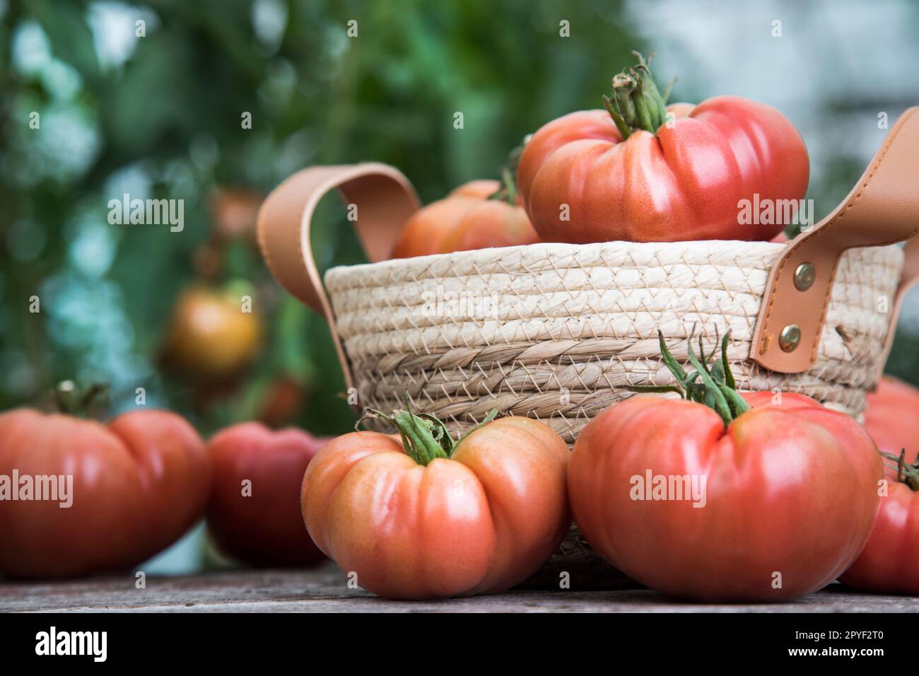 Red Tomatoes in a Greenhouse, organic food Stock Photo - Alamy