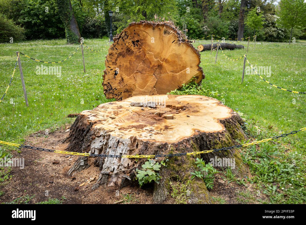 Cutting down old, severalyearold trees, Environmental concept