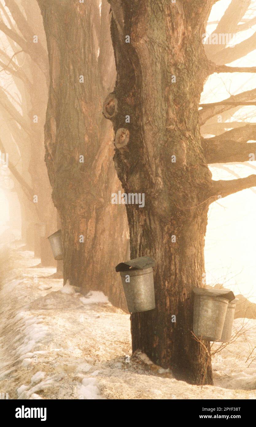 Maple syrup sap buckets hang from maple trees in Grand Isle, Vermont