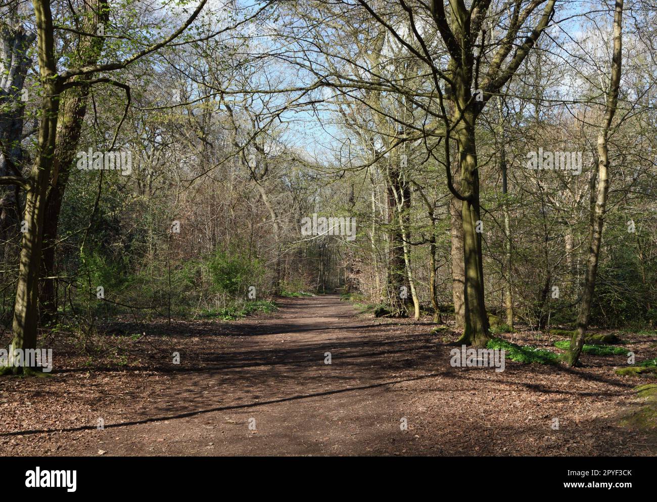 Footpath in Ecclesall Woods Sheffield England in Springtime. Suburban ancient woodland Stock Photo