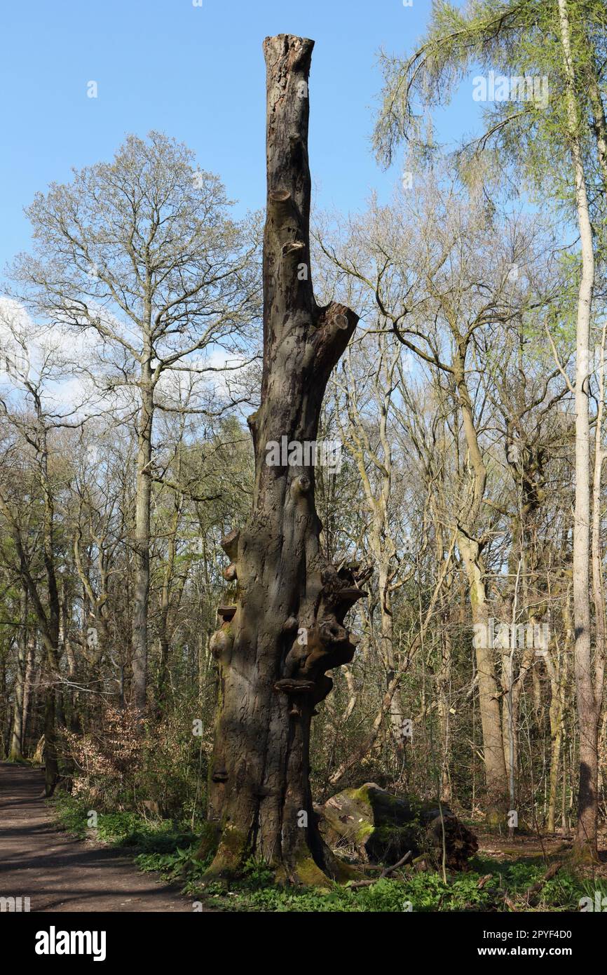 Dead tree trunk Ecclesall Woods Sheffield England UK in Springtime. Suburban ancient woodland management Stock Photo