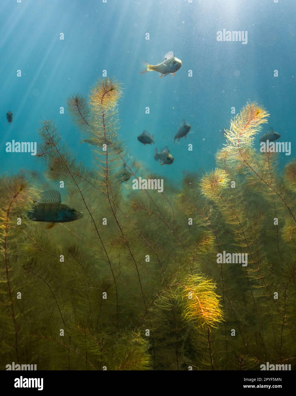 Perch swimming among water-milfoil aquatic plants with natural sunlight Stock Photo