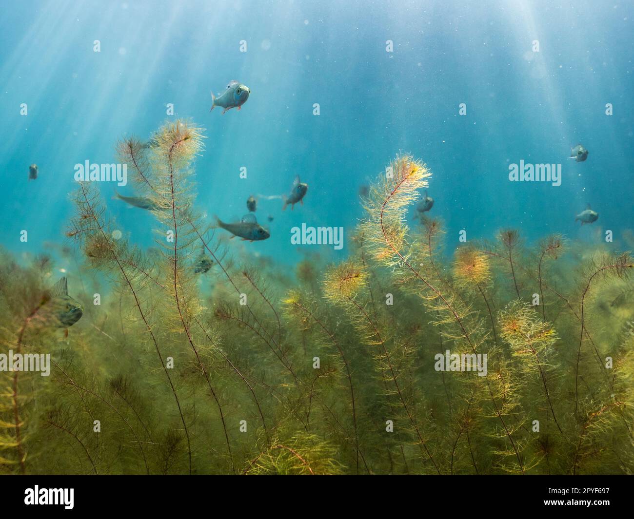Perch swimming among water-milfoil aquatic plants with natural sunlight Stock Photo