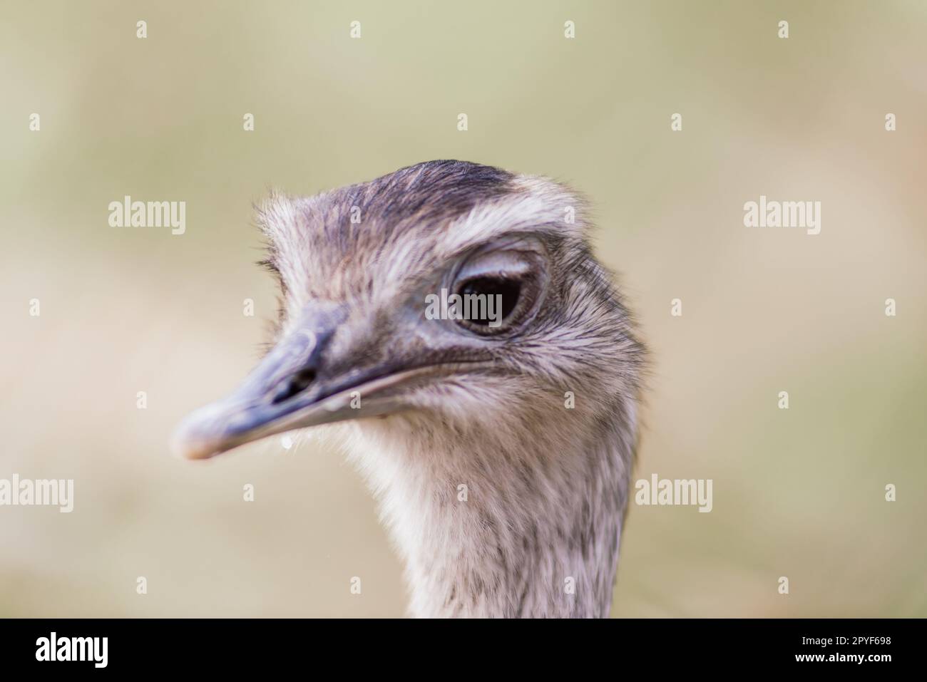 Ostrich head close up, autumn weather park outdoors Stock Photo