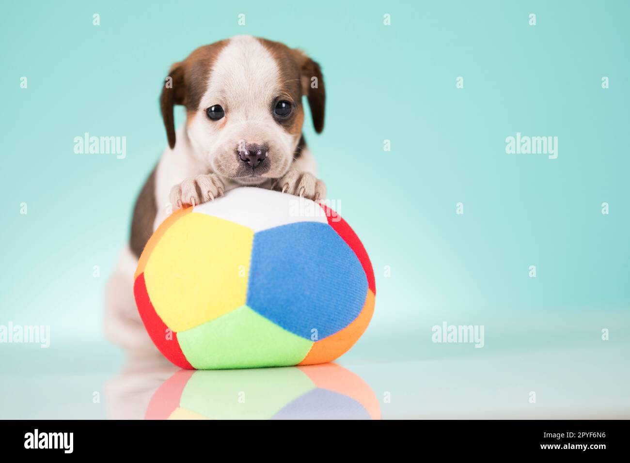 Puppy dog is playing with a ball Stock Photo - Alamy