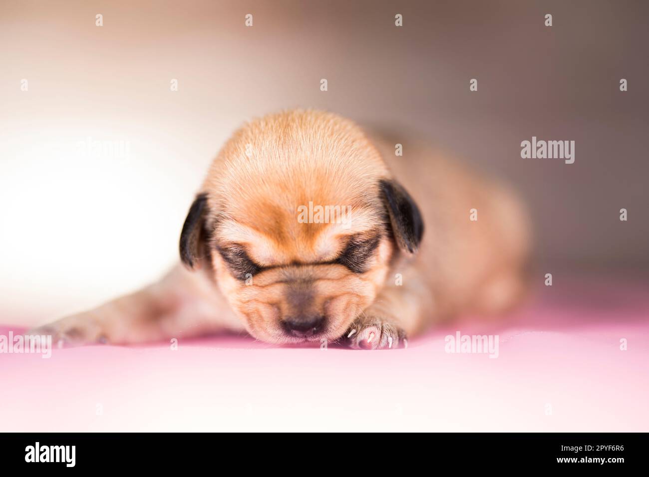 Cute puppy dog sleeping, animals concept Stock Photo - Alamy