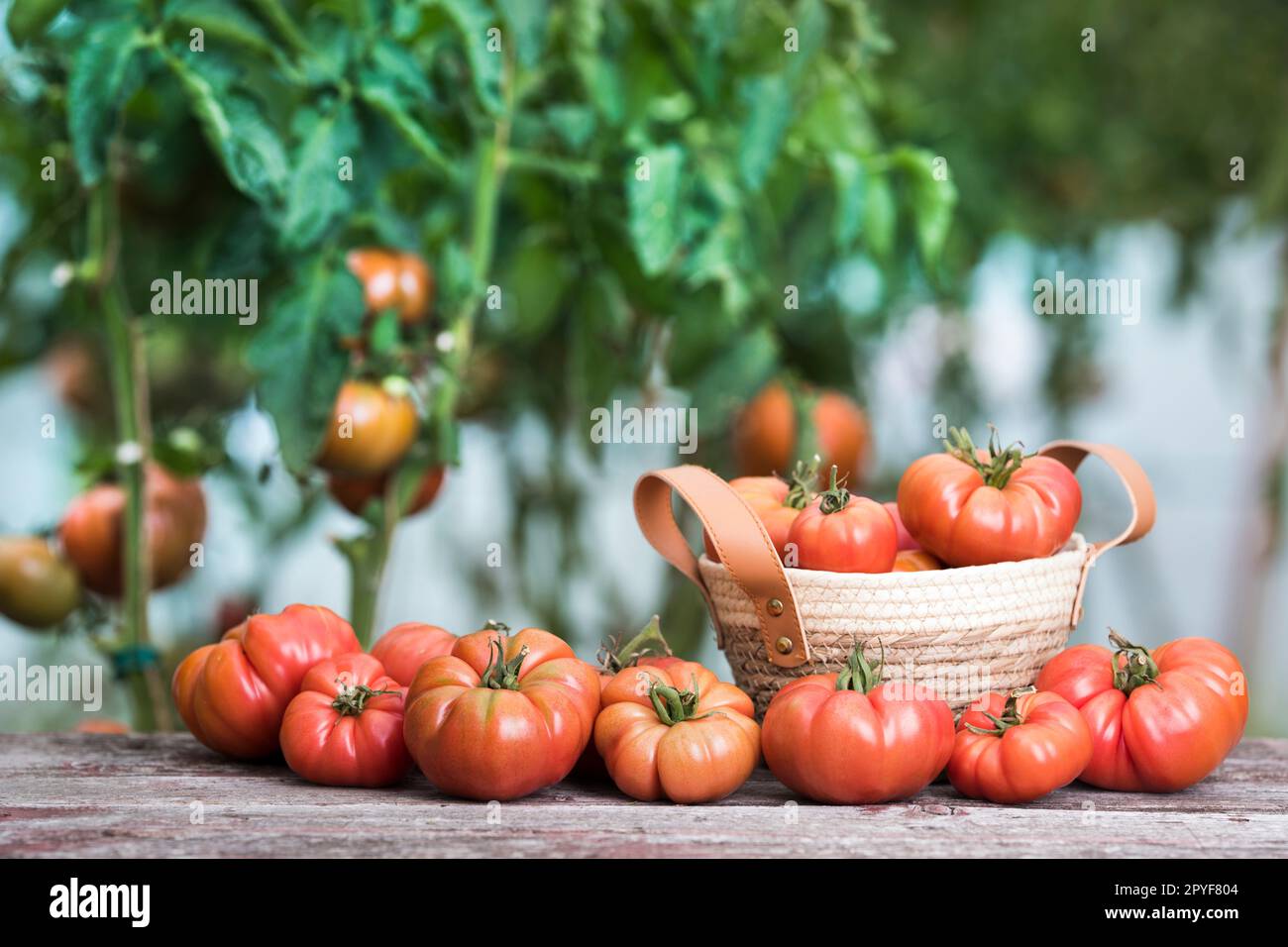 Red Tomatoes in a Greenhouse, organic food Stock Photo - Alamy