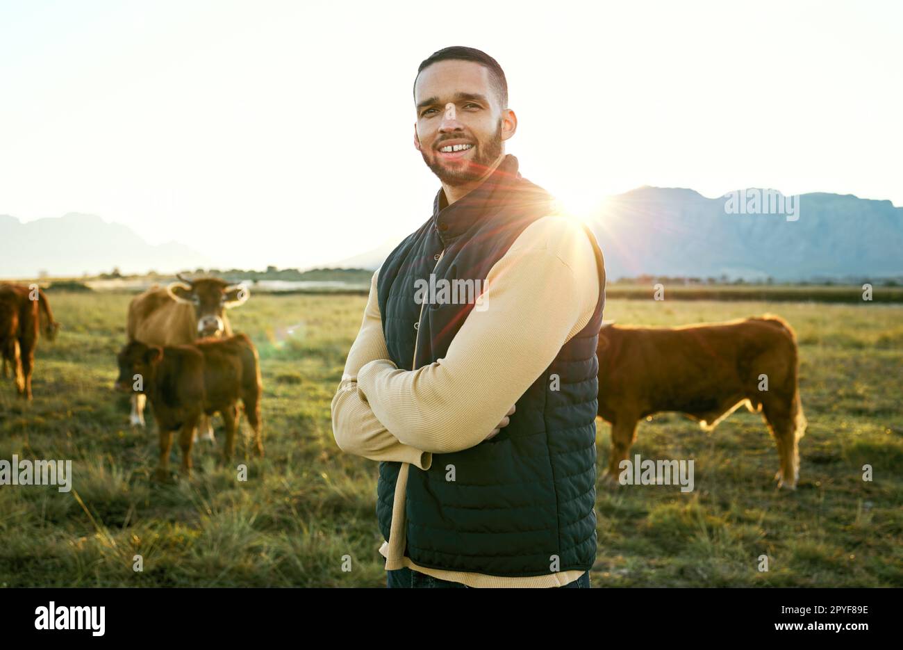Agriculture, man and farming, cows on field for sunrise feed and farmer on land in Argentina countryside. Portrait, cattle farm and sustainability with beef and milk industry, agribusiness with flare Stock Photo
