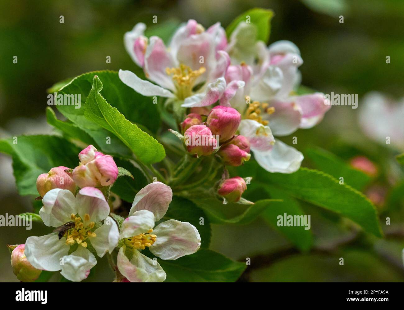 Spring apple blossom on a crab apple tree Stock Photo - Alamy