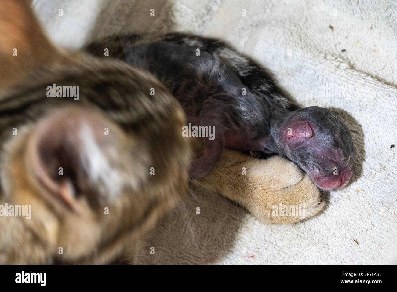 Domestic mother cat with newborn wet kitten. Felis catus Stock Photo