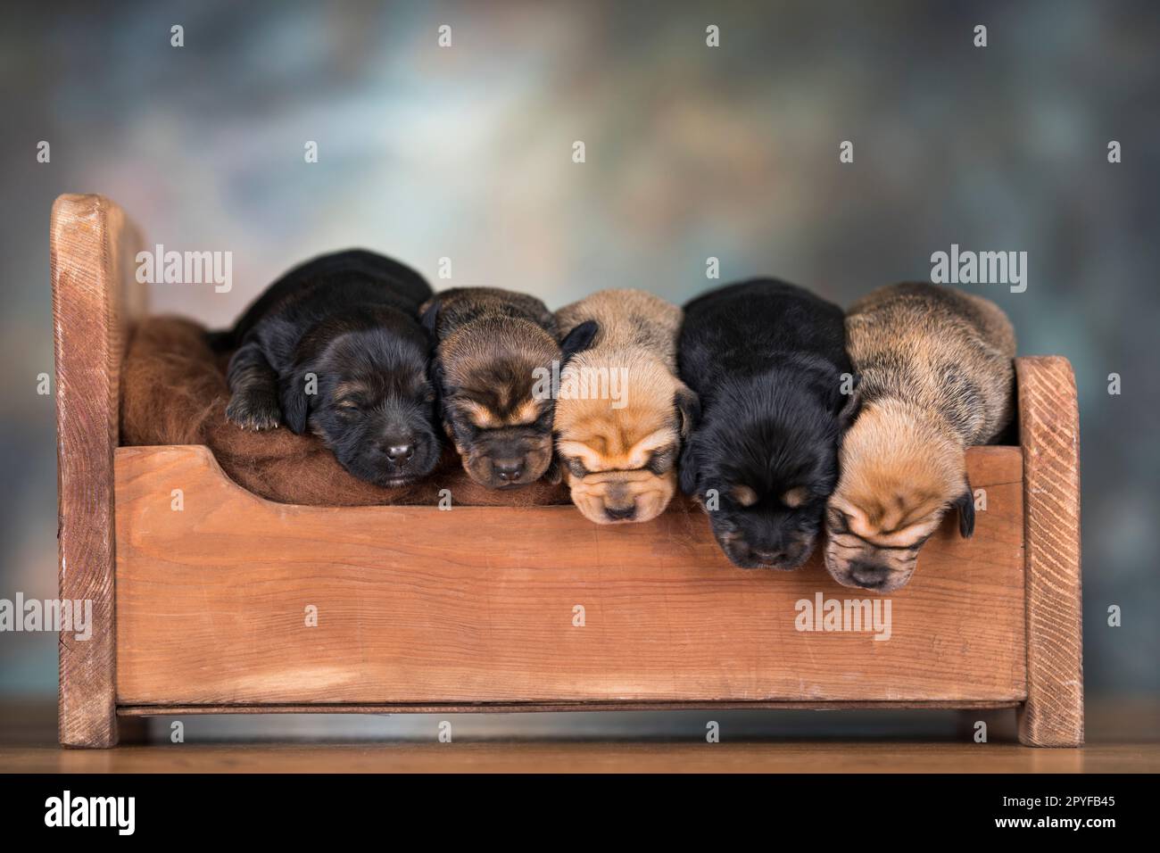 Little puppies sleeping in bed Stock Photo - Alamy