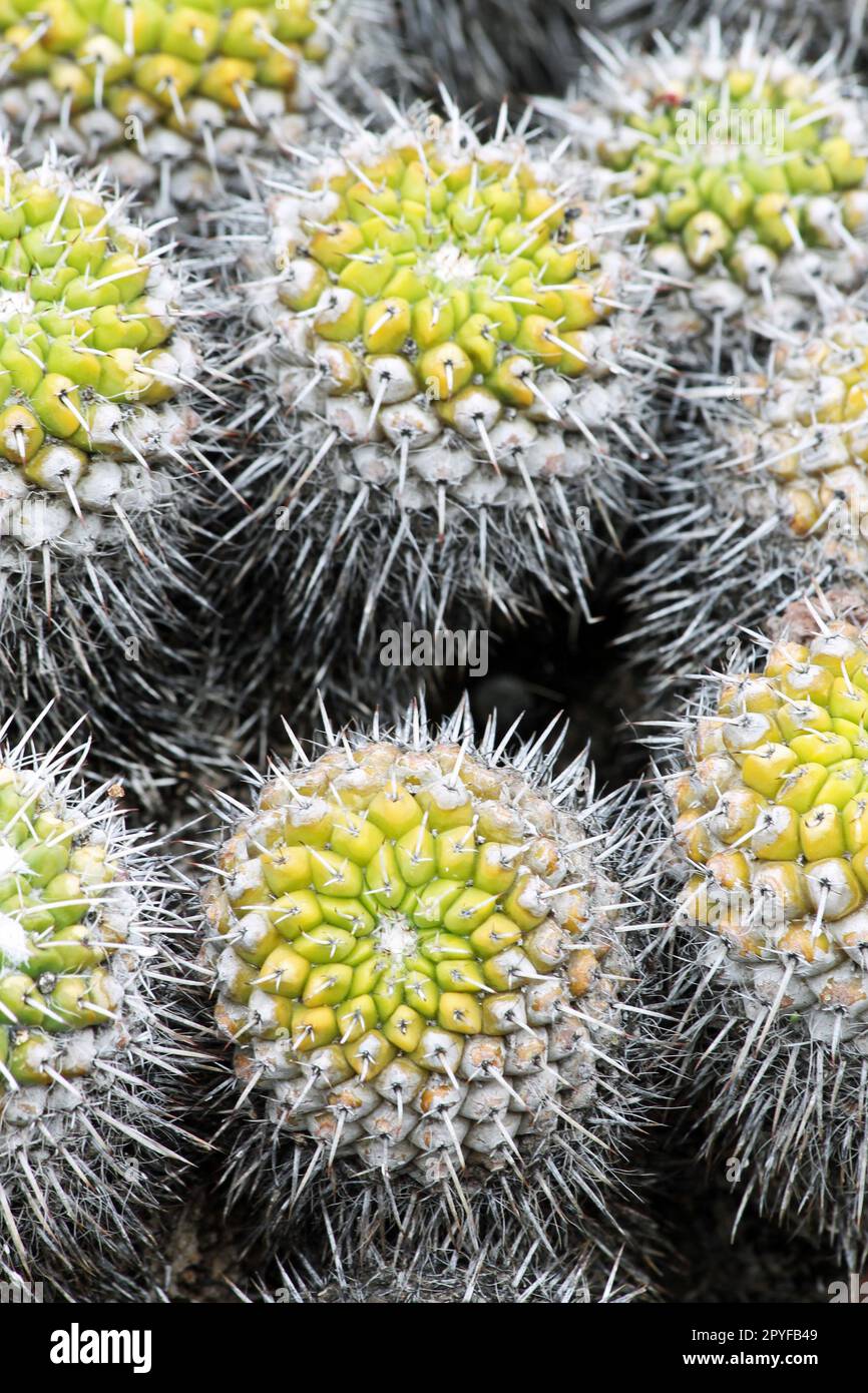 cactus mammillaria compressa Stock Photo - Alamy