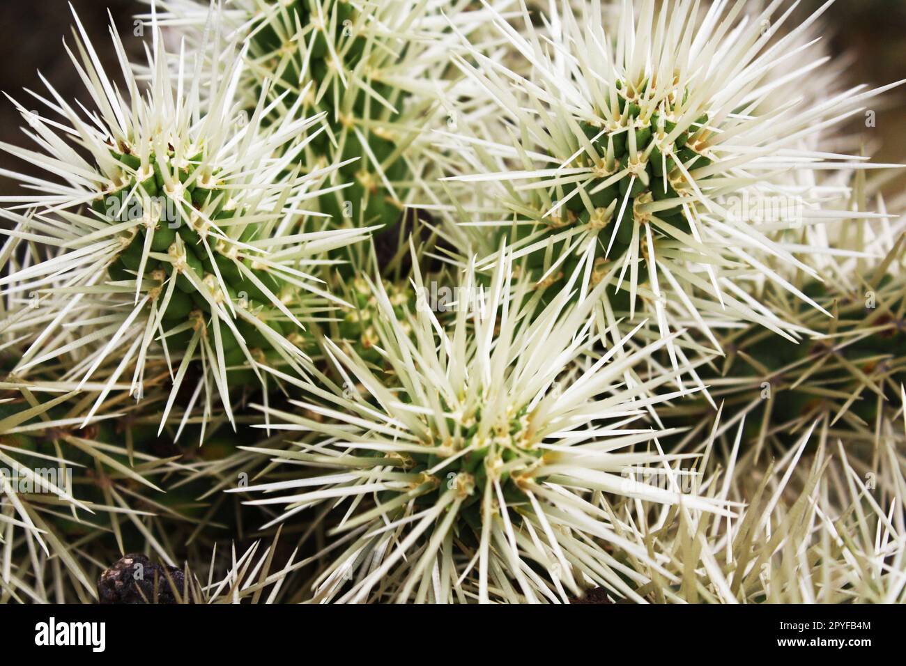 cactus cylindropuntia tunicata Stock Photo