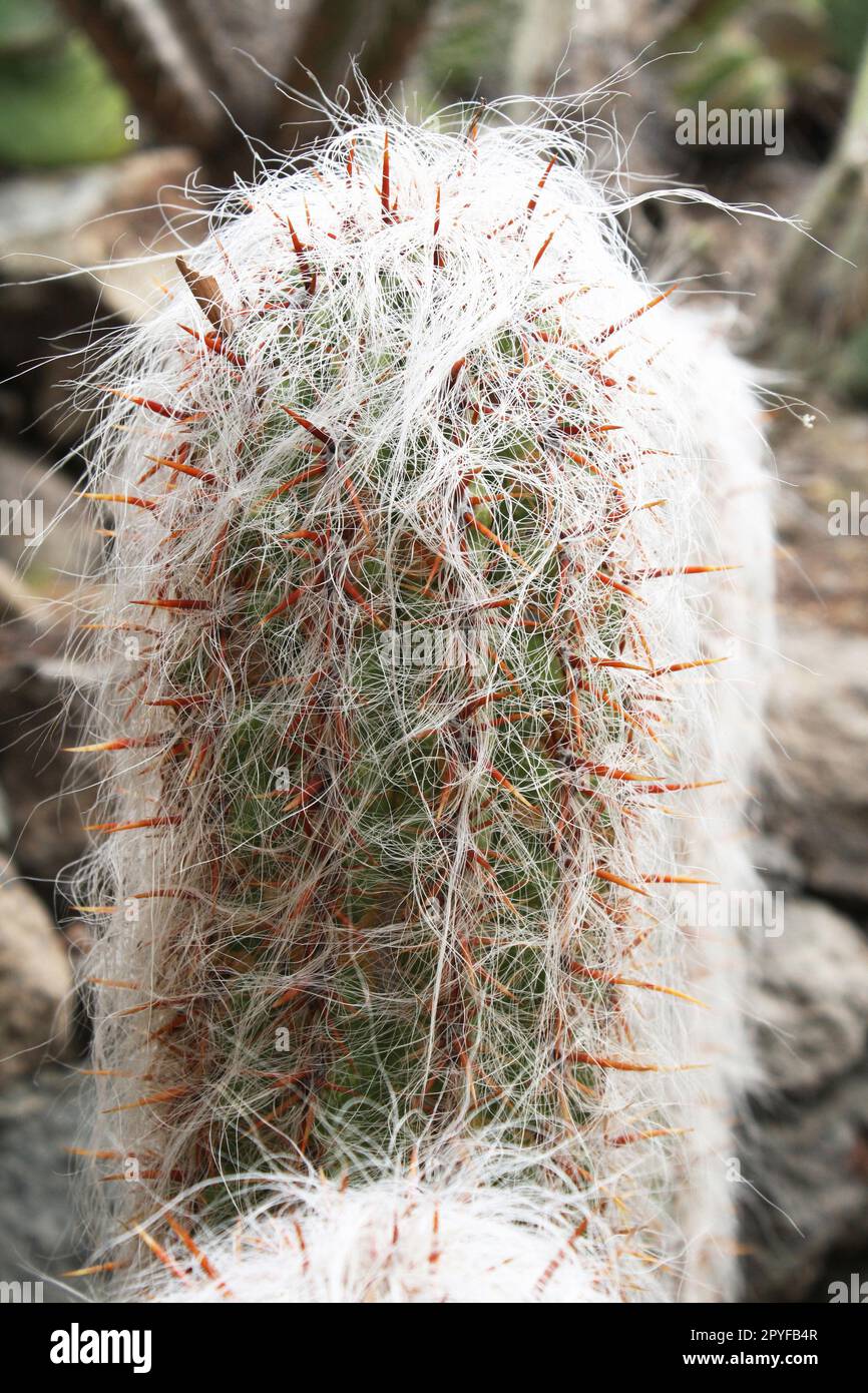 cactus oreocereus celsianus Stock Photo